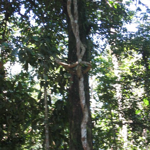 Harrys-rainforest center (5)