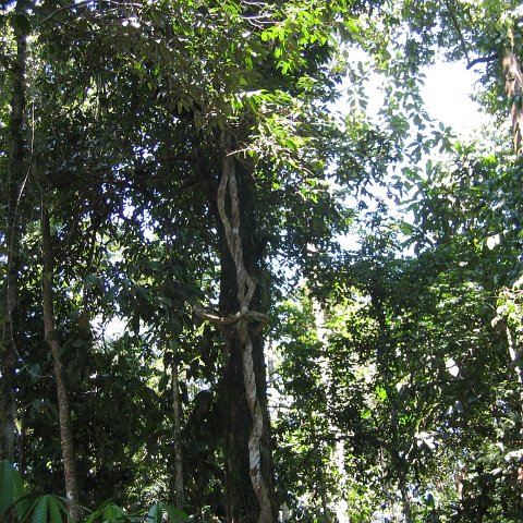 Harrys-rainforest center (6)