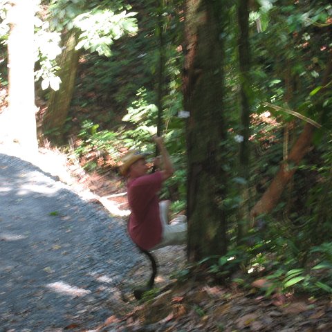 Harrys-rainforest center (8) Harrys-rainforest center (8)