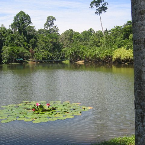 Harrys-rainforest center Harrys-rainforest center