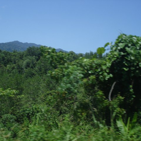 Road trip Sandakan - Kota Kinabalu (112) Road trip Sandakan - Kota Kinabalu (112)