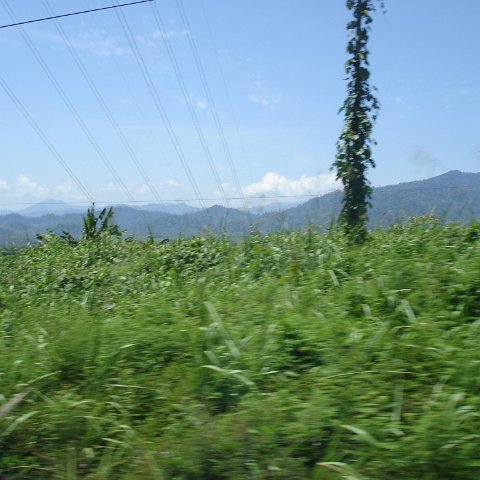 Road trip Sandakan - Kota Kinabalu (120) Road trip Sandakan - Kota Kinabalu (120)