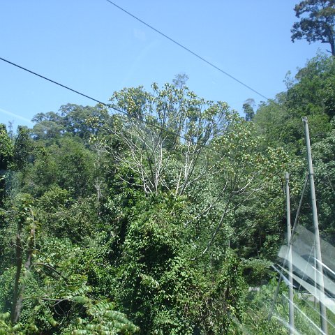 Road trip Sandakan - Kota Kinabalu (143) Road trip Sandakan - Kota Kinabalu (143)