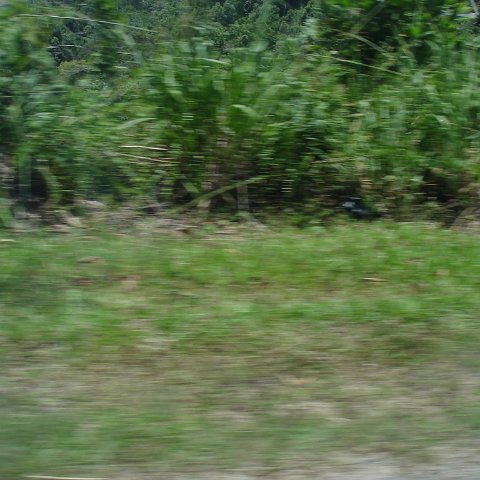 Road trip Sandakan - Kota Kinabalu (152) Road trip Sandakan - Kota Kinabalu (152)