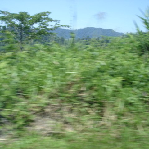 Road trip Sandakan - Kota Kinabalu (153) Road trip Sandakan - Kota Kinabalu (153)