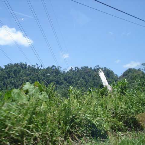 Road trip Sandakan - Kota Kinabalu (154) Road trip Sandakan - Kota Kinabalu (154)