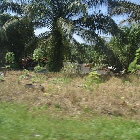 Road trip Sandakan - Kota Kinabalu (2) Road trip Sandakan - Kota Kinabalu (2)