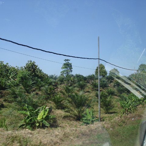 Road trip Sandakan - Kota Kinabalu (3)