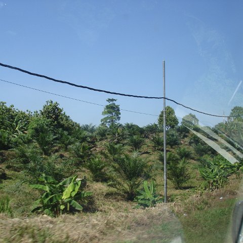 Road trip Sandakan - Kota Kinabalu (3) Road trip Sandakan - Kota Kinabalu (3)