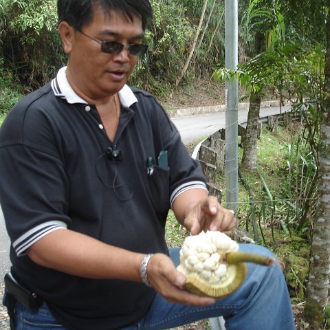 Road trip Sandakan - Kota Kinabalu (323) Road trip Sandakan - Kota Kinabalu (323)