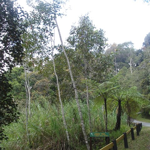 Road trip Sandakan - Kota Kinabalu (331) Road trip Sandakan - Kota Kinabalu (331)