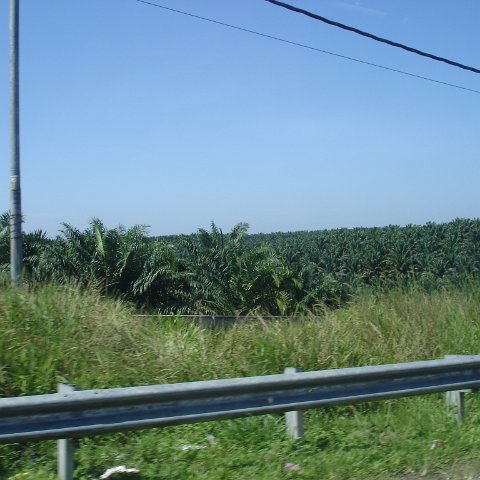 Road trip Sandakan - Kota Kinabalu (4) Road trip Sandakan - Kota Kinabalu (4)
