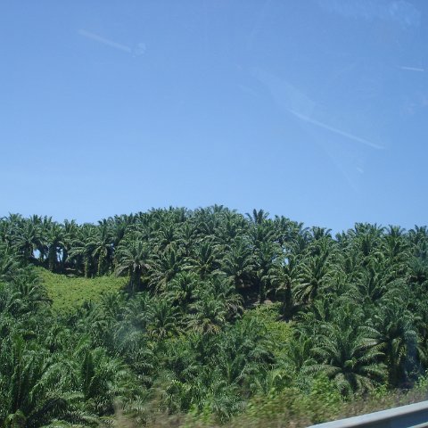 Road trip Sandakan - Kota Kinabalu (50) Road trip Sandakan - Kota Kinabalu (50)