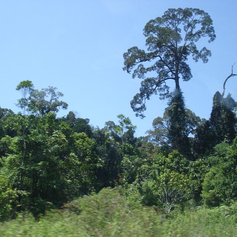 Road trip Sandakan - Kota Kinabalu (54) Road trip Sandakan - Kota Kinabalu (54)