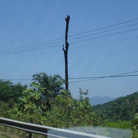 Road trip Sandakan - Kota Kinabalu (68) Road trip Sandakan - Kota Kinabalu (68)