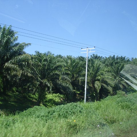 Road trip Sandakan - Kota Kinabalu (8) Road trip Sandakan - Kota Kinabalu (8)