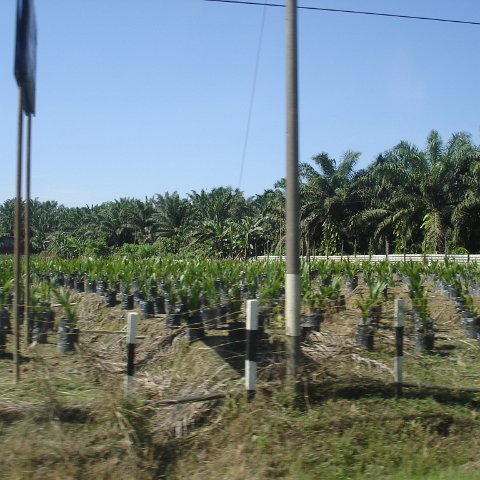Road trip Sandakan - Kota Kinabalu Road trip Sandakan - Kota Kinabalu