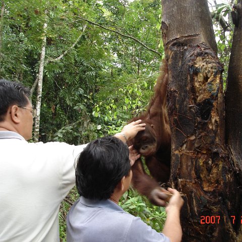 Wongs pics-forest walk (15)