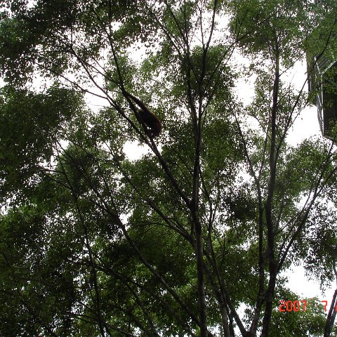Wongs pics-forest walk (16)