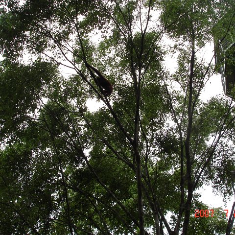 Wongs pics-forest walk (16) Wongs pics-forest walk (16)