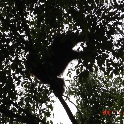 Wongs pics-forest walk (17) Wongs pics-forest walk (17)
