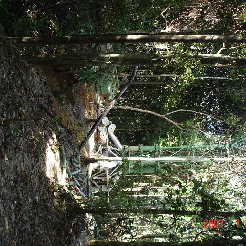 Wongs pics-forest walk (7) Wongs pics-forest walk (7)