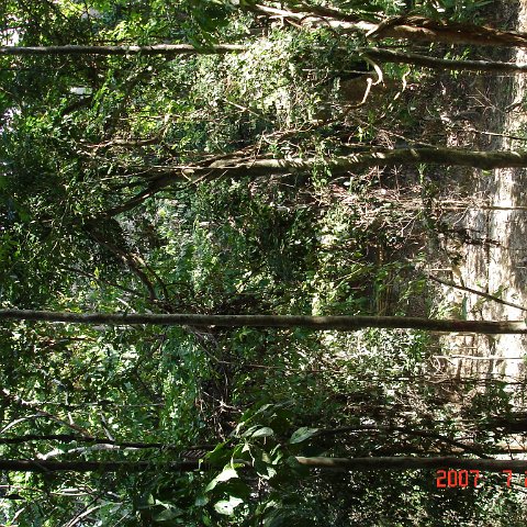 Wongs pics-forest walk (8) Wongs pics-forest walk (8)