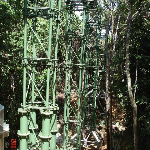 Wongs pics-forest walk Wongs pics-forest walk