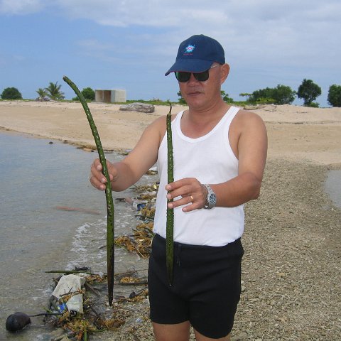 mangroves