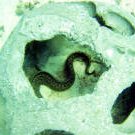 morayeelvisitor1_small