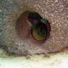 morayeelvisitor3_small