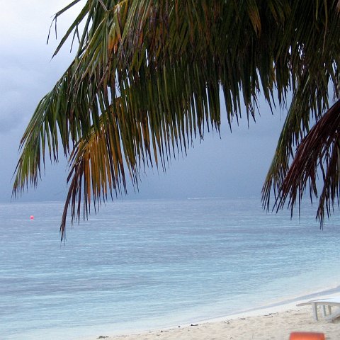 coralsurverynevisfourseasons_001 coralsurverynevisfourseasons_001