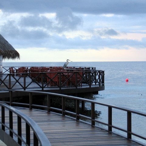coralsurverynevisfourseasons_003 coralsurverynevisfourseasons_003