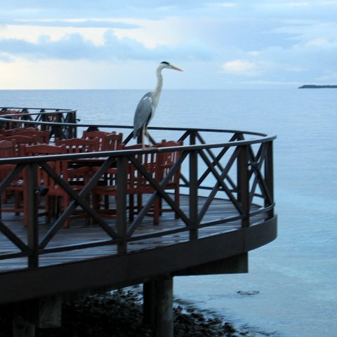 coralsurverynevisfourseasons_004 coralsurverynevisfourseasons_004