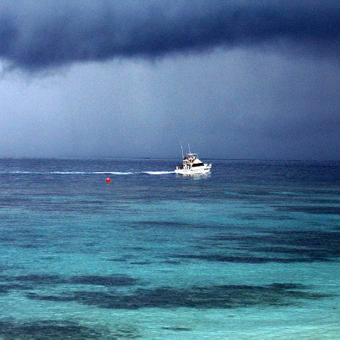 coralsurverynevisfourseasons_007 coralsurverynevisfourseasons_007
