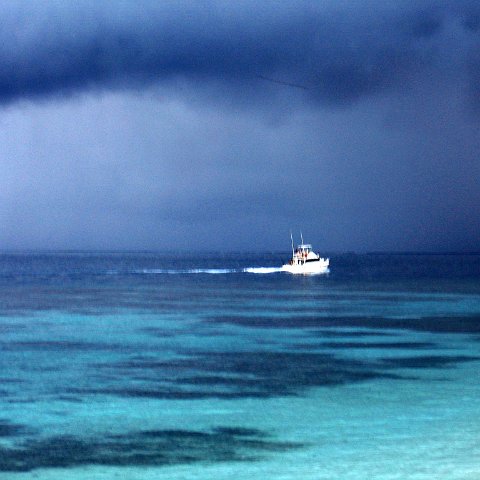 coralsurverynevisfourseasons_008 coralsurverynevisfourseasons_008
