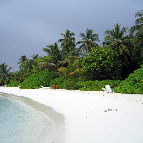 coralsurverynevisfourseasons_012 coralsurverynevisfourseasons_012