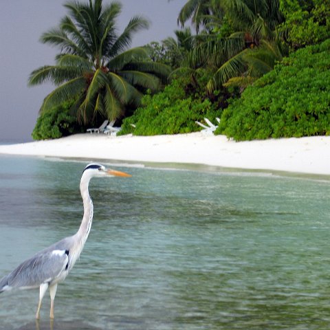 coralsurverynevisfourseasons_014 coralsurverynevisfourseasons_014