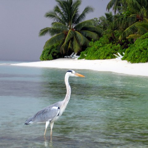 coralsurverynevisfourseasons_015 coralsurverynevisfourseasons_015