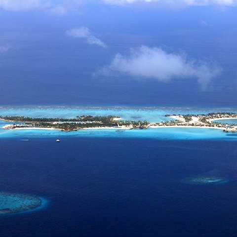 coralsurverynevisfourseasons_022 coralsurverynevisfourseasons_022