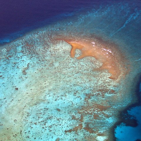 coralsurverynevisfourseasons_023 coralsurverynevisfourseasons_023