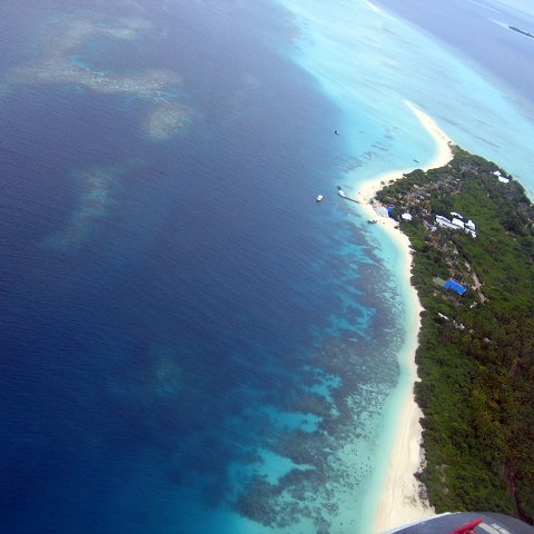 coralsurverynevisfourseasons_026 coralsurverynevisfourseasons_026