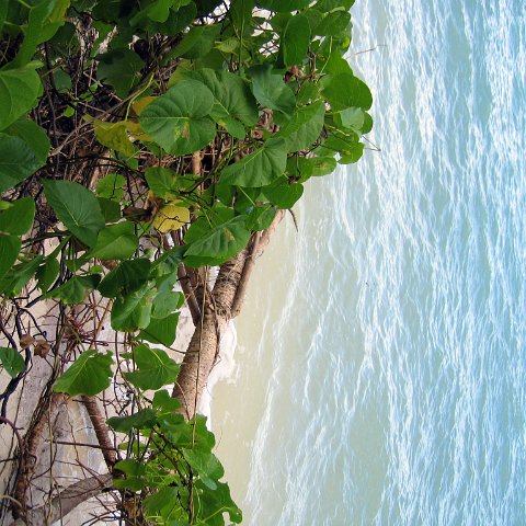 coralsurverynevisfourseasons_032 coralsurverynevisfourseasons_032