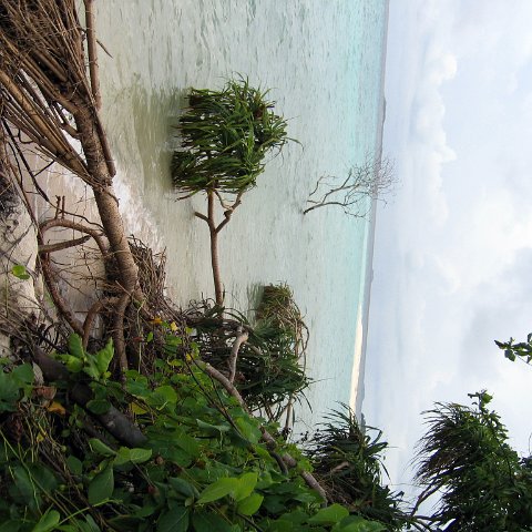 coralsurverynevisfourseasons_033 coralsurverynevisfourseasons_033