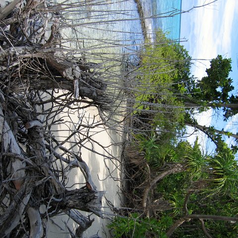 coralsurverynevisfourseasons_037 coralsurverynevisfourseasons_037