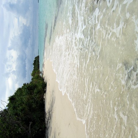 coralsurverynevisfourseasons_038 coralsurverynevisfourseasons_038