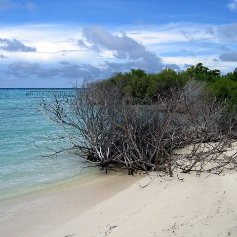 coralsurverynevisfourseasons_042 coralsurverynevisfourseasons_042