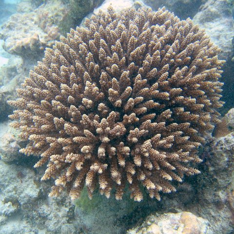 coralsurverynevisfourseasons_052 coralsurverynevisfourseasons_052