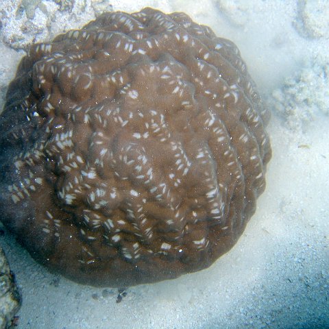 coralsurverynevisfourseasons_056 coralsurverynevisfourseasons_056