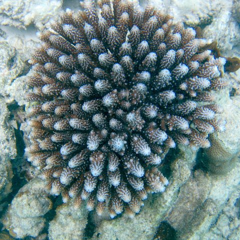 coralsurverynevisfourseasons_065 coralsurverynevisfourseasons_065